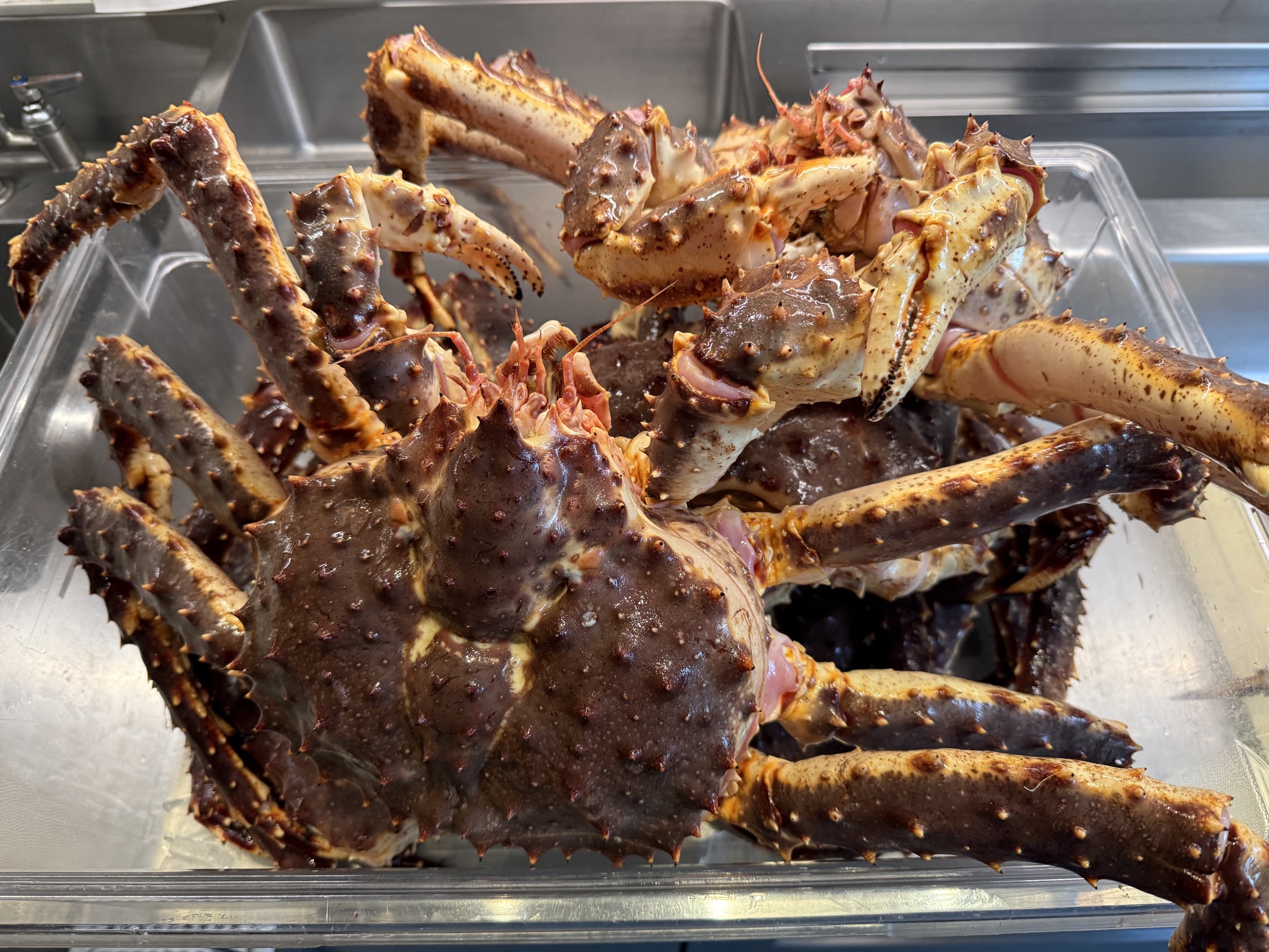 Live king crab, freshly delivered