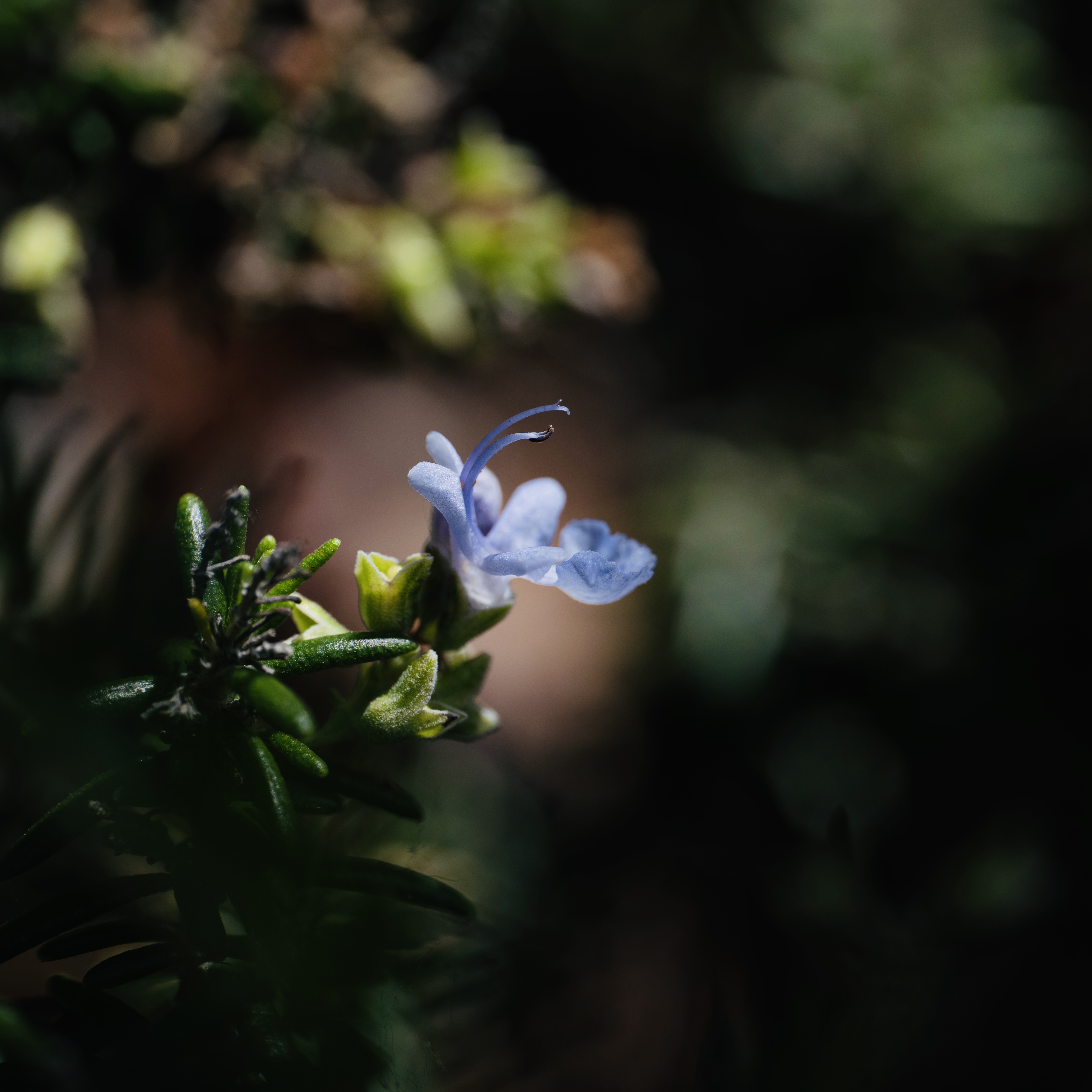 Rosemary in flower — a foraged herb from the season