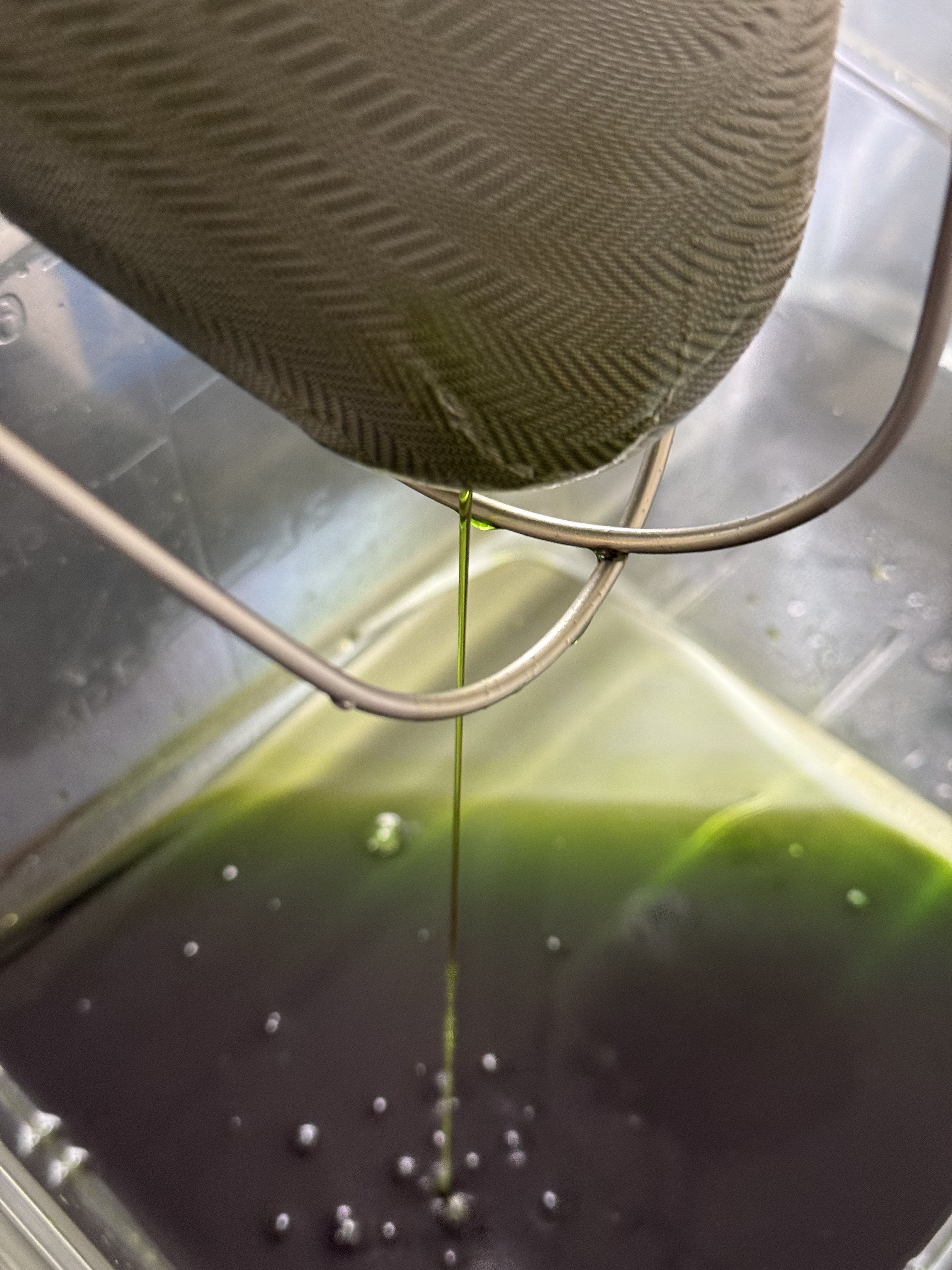 Herb oil being strained through cloth in the kitchen