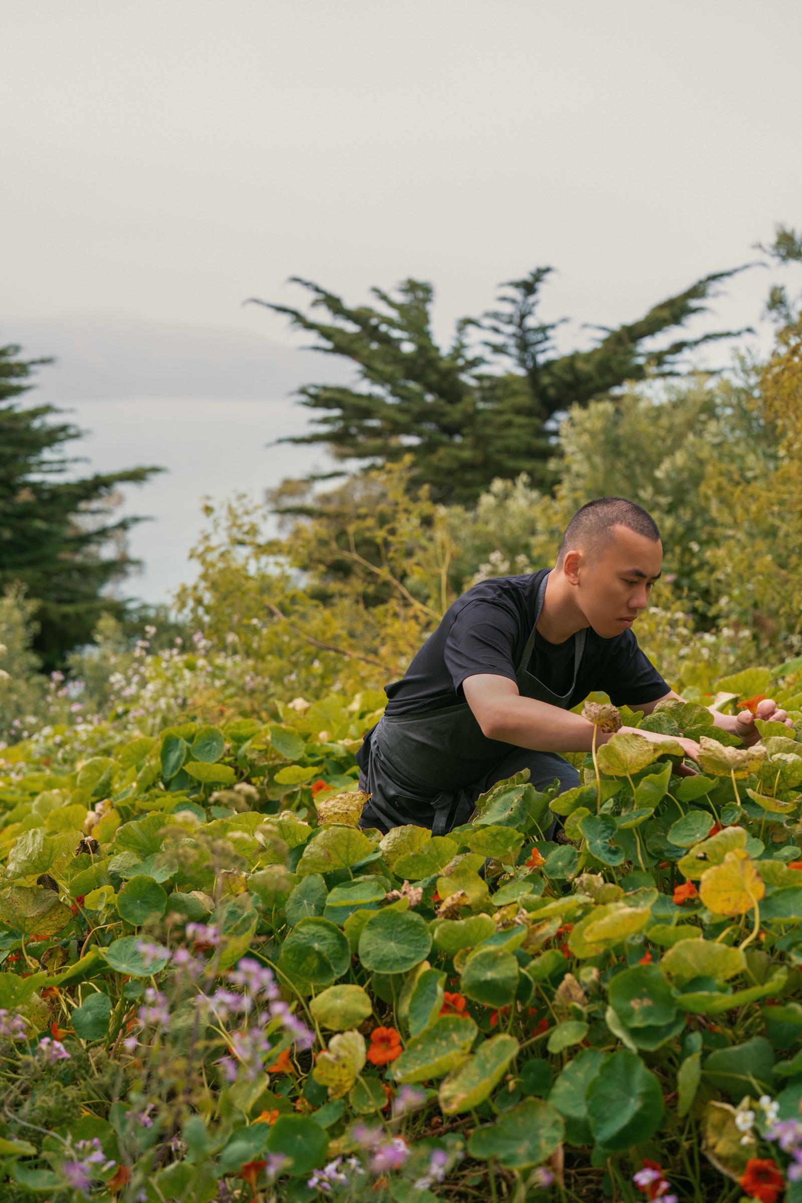Chef Desmond Ho foraging nasturtium flowers on a hillside overlooking the bay