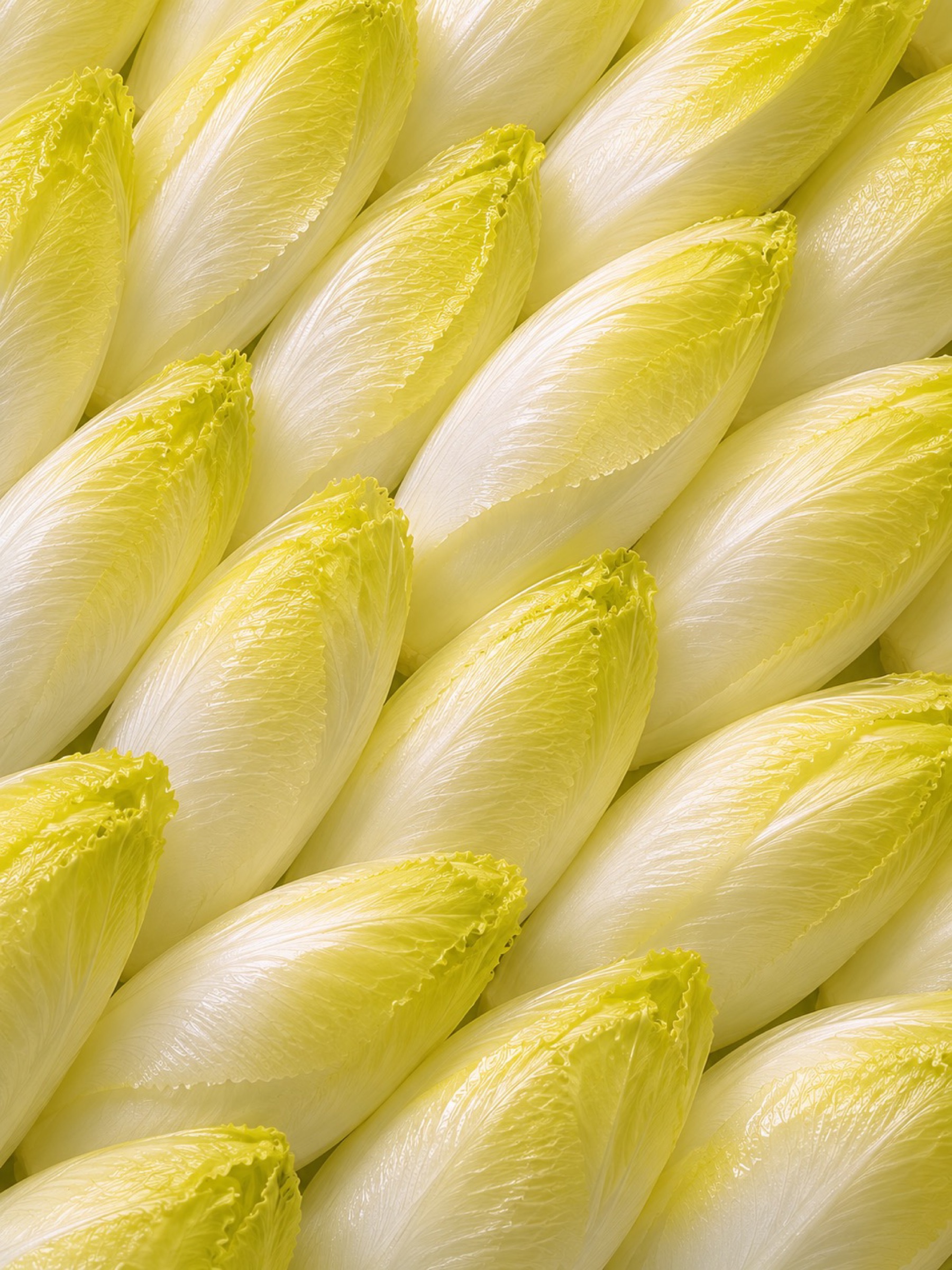 Rows of pale Belgian endive, tightly stacked