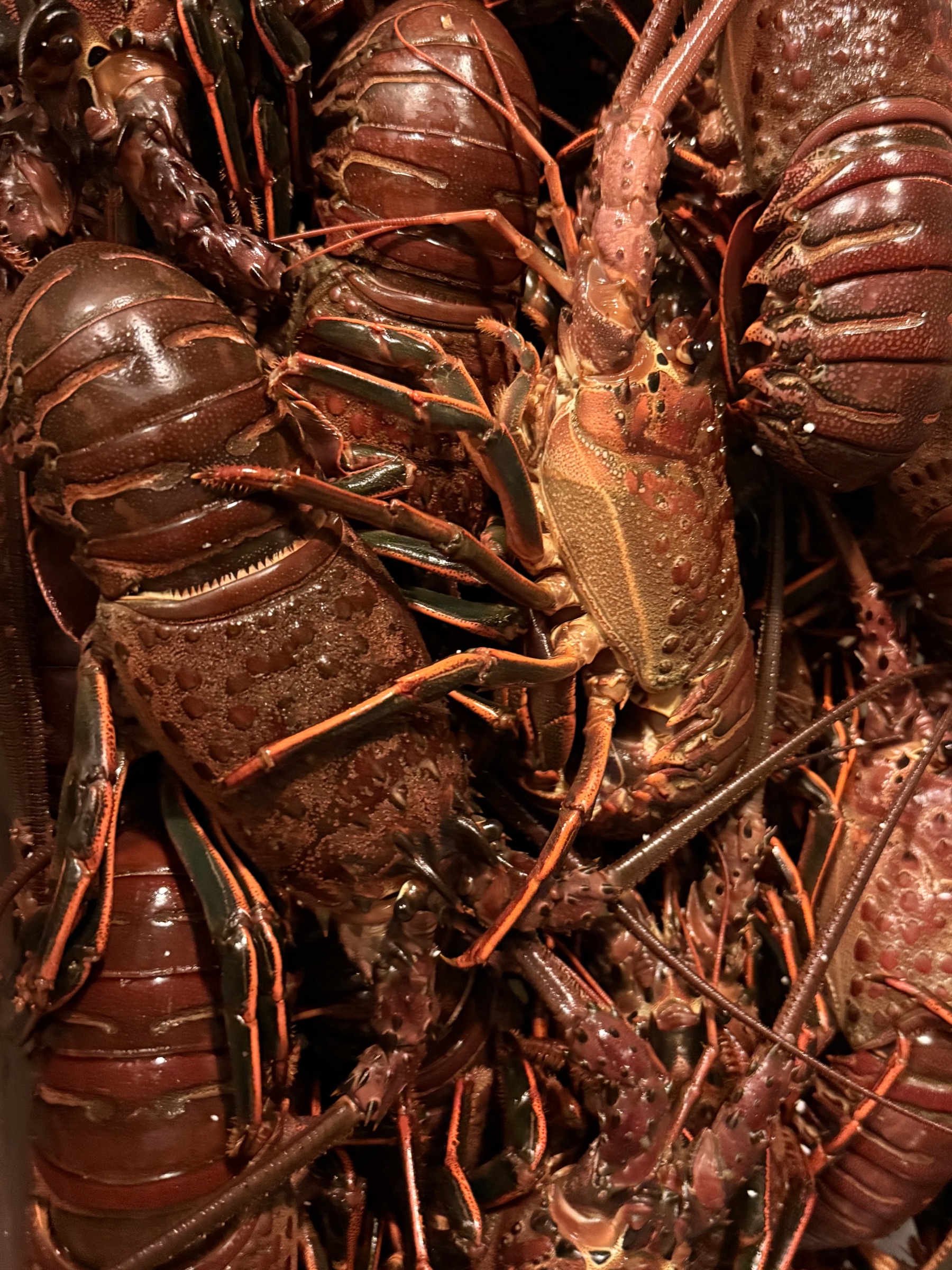 Live spot prawns and crawfish, closely packed