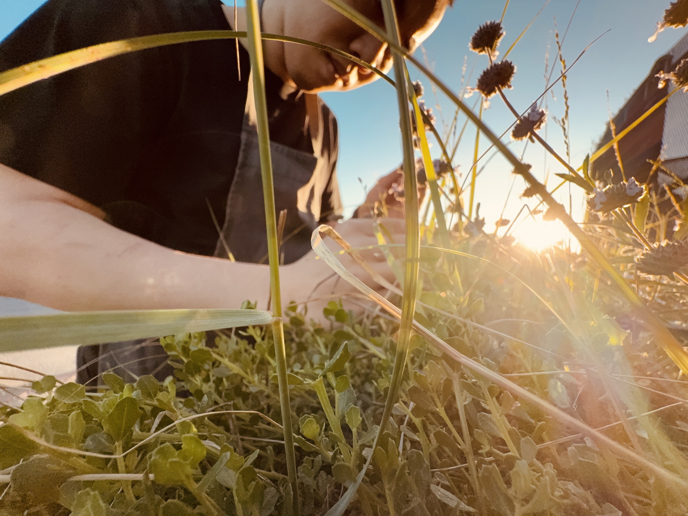A low, backlit view through wild grasses and flowers at golden hour, foragers in the distance